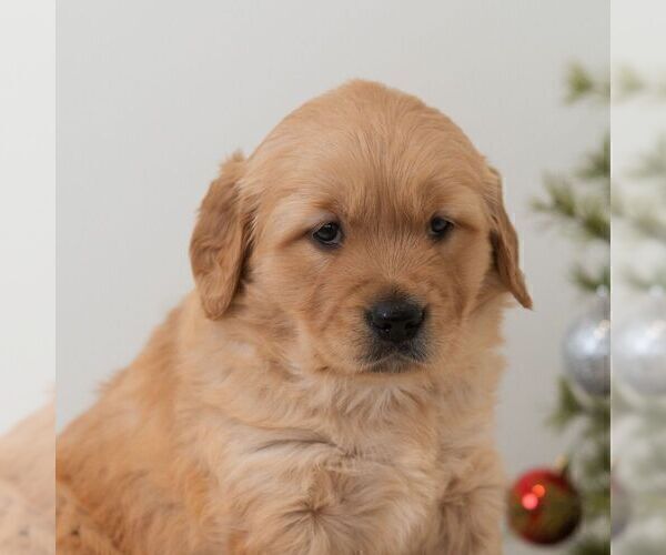 Medium Photo #5 Golden Retriever Puppy For Sale in NEWPORT, PA, USA
