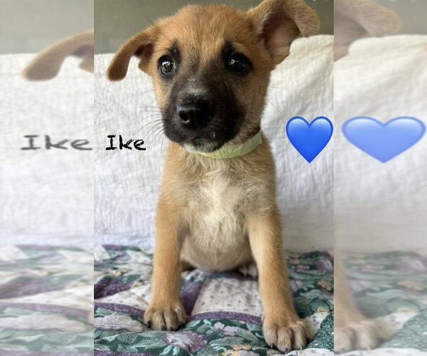 Medium Photo #2 Mutt Puppy For Sale in Brewster, NY, USA