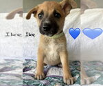 Small #1 Mutt
