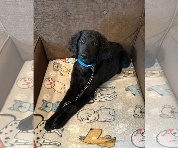 Medium Photo #2 Goldendoodle Puppy For Sale in Pacolet, SC, USA