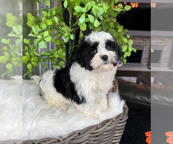 Medium Photo #6 ShihPoo Puppy For Sale in FRANKLIN, IN, USA