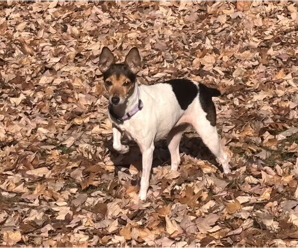 Medium Photo #4 Italian Greyhound Puppy For Sale in St. Louis Park, MN, USA