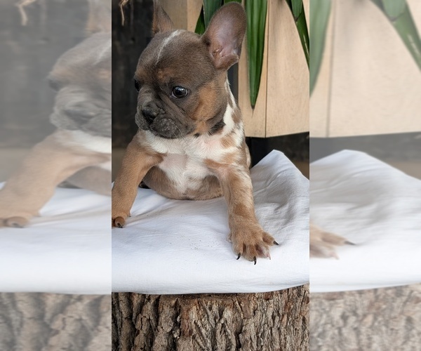 Medium Photo #27 French Bulldog Puppy For Sale in GOSHEN, IN, USA