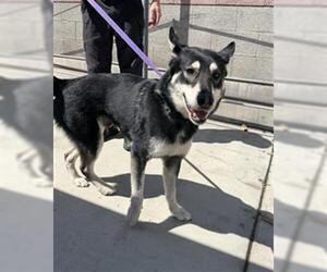 Gerberian Shepsky Dogs for adoption in Redlands, CA, USA