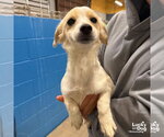Small Photo #2 Jack Russell Terrier-Unknown Mix Puppy For Sale in Washington, DC, USA