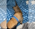 Small Photo #262 Belgian Malinois Puppy For Sale in REESEVILLE, WI, USA
