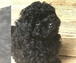 Small Photo #1 Maltipoo Puppy For Sale in CANTON, GA, USA