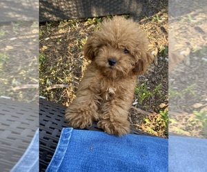 Poodle (Toy) Puppy for sale in ORLANDO, FL, USA