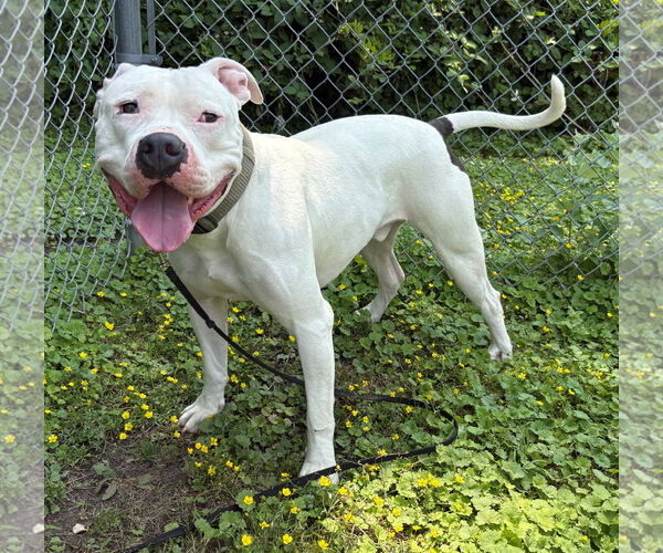 Medium Photo #2 American Pit Bull Terrier-Unknown Mix Puppy For Sale in Virginia Beach, VA, USA