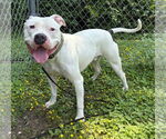 Small #1 American Pit Bull Terrier Mix