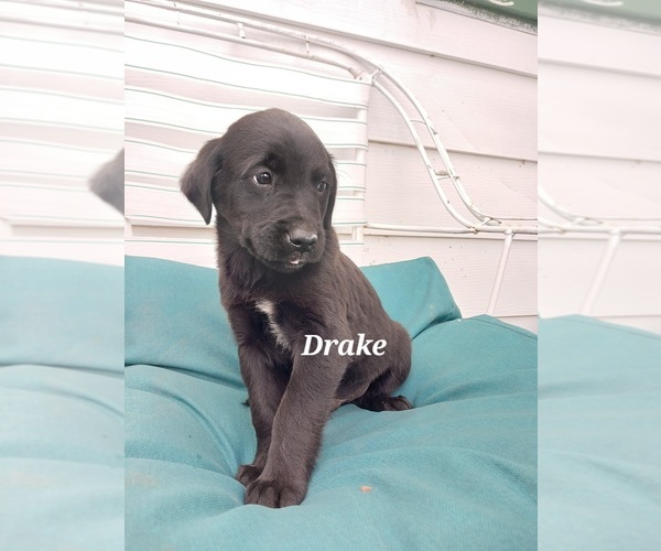 Medium Photo #11 English Cream Golden Retriever-Newfoundland Mix Puppy For Sale in SHEBOYGAN FALLS, WI, USA