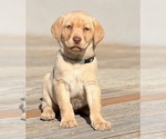 Puppy Snowflake Labrador Retriever