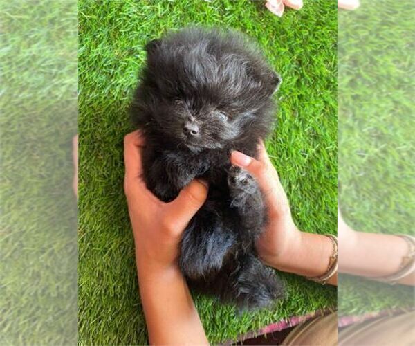 Medium Photo #7 Pomeranian Puppy For Sale in ORLANDO, FL, USA