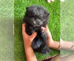 Small #6 Pomeranian