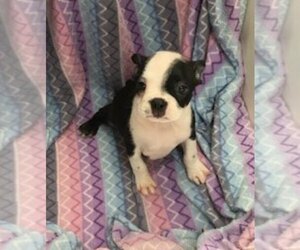 Boston Terrier Puppy for sale in BEND, OR, USA