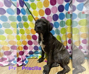 Labrador Retriever-Unknown Mix Dogs for adoption in Ball Ground, GA, USA