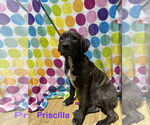 Small Labrador Retriever Mix