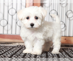 Small #2 Maltese