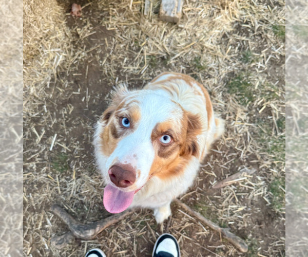 Medium Photo #1 Australian Shepherd Puppy For Sale in SMITHS GROVE, KY, USA