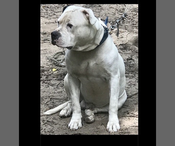 Medium Photo #1 American Bulldog Puppy For Sale in MACON, GA, USA