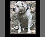 Scooby - Male American Bulldog Dog for Adoption - Small photo