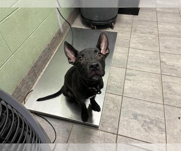 Medium Photo #1 Dutch Shepherd -Unknown Mix Puppy For Sale in Grand Prairie, TX, USA