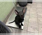 Small Dutch Shepherd Mix