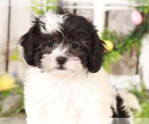 Shih-Poo Puppy for sale in MOUNT VERNON, OH, USA