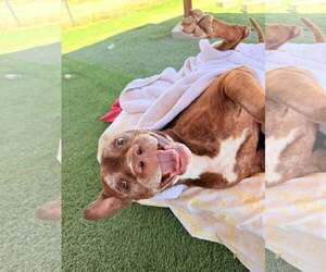 Hazel - Female Chocolate Labrador retriever-Unknown Mix Dog for Adoption - Photo #2