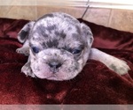 Small Photo #5 French Bulldog Puppy For Sale in BUCKS BAR, CA, USA