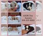 Image preview for Ad Listing. Nickname: Toy Aussies