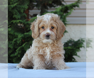 Cocker Spaniel-Poodle (Miniature) Mix Puppy for sale in HONEY BROOK, PA, USA