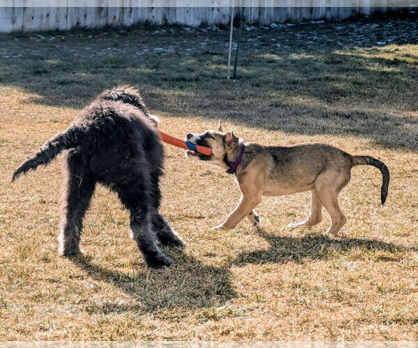 Medium Photo #4 Mutt Puppy For Sale in Sandy, UT, USA