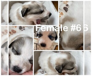Great Pyrenees Dogs for adoption in ZIMMERMAN, MN, USA