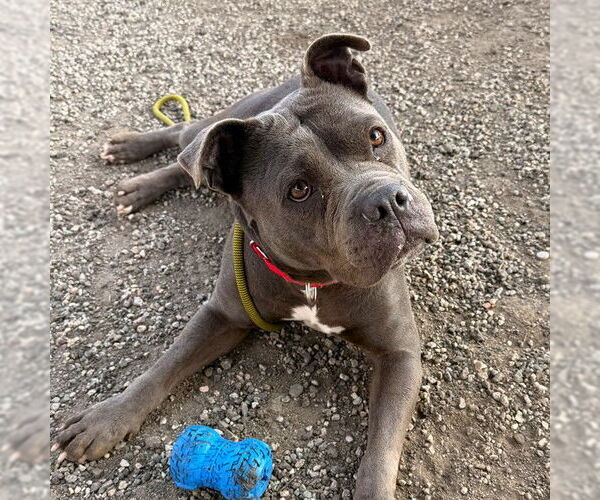 Medium Photo #1 Staffordshire Bull Terrier-Unknown Mix Puppy For Sale in Long Beach, CA, USA