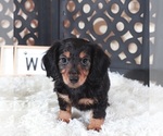 Small #1 Dachshund