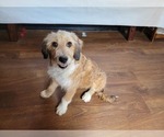 Small Photo #82 Bernedoodle (Miniature) Puppy For Sale in BLACK FOREST, CO, USA
