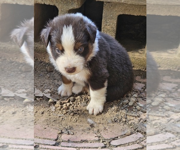 Medium Photo #21 Australian Shepherd Puppy For Sale in NELSON, VA, USA