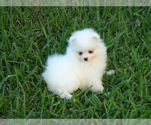 Pomeranian Puppy for sale in WEST PALM BEACH, FL, USA
