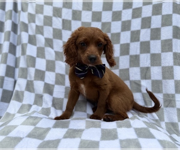 Medium Photo #7 Cavapoo (Miniature) Puppy For Sale in LAKELAND, FL, USA