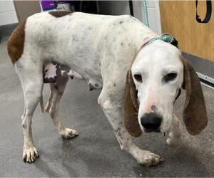 Treeing Walker Coonhound Dogs for adoption in Forestville, MD, USA