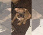 Small Photo #7 American Bully Puppy For Sale in MILTON, VT, USA