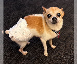 Atom - Male Chihuahua Dog for Adoption - Photo #3