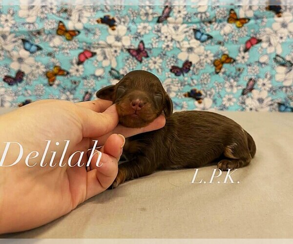 Medium Photo #1 Dachshund Puppy For Sale in WINNSBORO, LA, USA