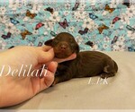 Image preview for Ad Listing. Nickname: Mini Delilah