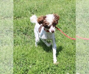 Father of the Cavapoo puppies born on 05/31/2025
