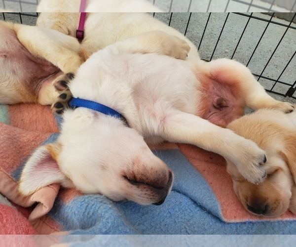 Medium Photo #8 Labrador Retriever Puppy For Sale in WATERFORD, WI, USA