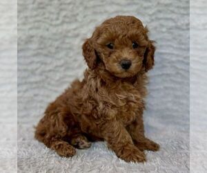 Medium Maltipoo
