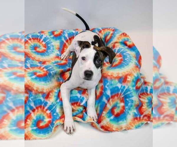 Medium Photo #4 Boxer-Unknown Mix Puppy For Sale in Kennesaw, GA, USA