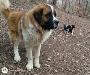 Father of the Border Collie-Moscow Watchdog Mix puppies born on 12/02/2025